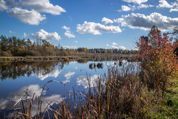 autumn at Schwenninger Moos Germany