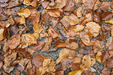 Dirty wet autumn leaves on the ground. Suitable for seasonal use. Can be used as background or to insert text.