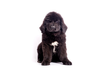 Newfoundland dog puppy celebrating birthday with cap on white background for copy