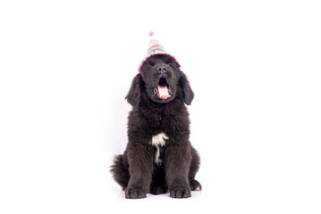 Newfoundland dog puppy celebrating birthday with cap on white background for copy