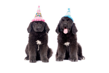 Newfoundland dog puppy celebrating birthday with cap on white background for copy