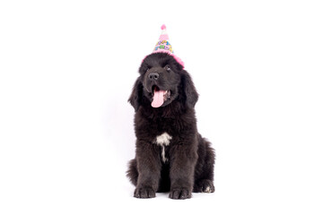 Newfoundland dog puppy celebrating birthday with cap on white background for copy