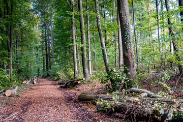Gefällte Bäume im Mischwald