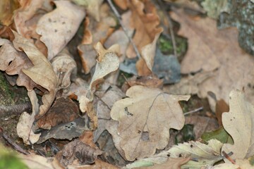 Autumn in Seymsky Regional Landscape Park
