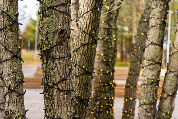 tree trunks in the park decorated with garlands of lights
