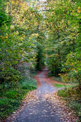 Weg durch den herbstlichen Wald