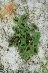 green moss on the stone