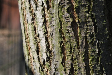 linden bark, a fragment of a trunk, a blurred surroundings at the back