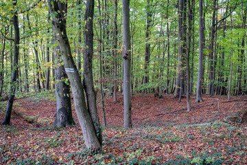 Zur Fällung markierte Bäume im Mischwald