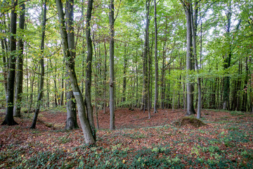 Zur Fällung markierte Bäume im Mischwald