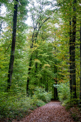 Weg durch den herbstlichen Wald