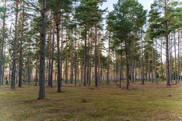 trees in the forest © Urmas