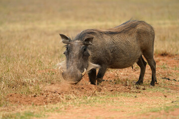 Stunning warm photograph of a common warthog Smiling and grinning. Digging deep to get the roots. Taken at a low angle with soft light and shallow depth of field.