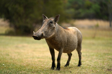 Stunning warm photograph of a common warthog on its knees scrounging for food and foraging. Digging deep to get the roots. Taken at a low angle with soft light and shallow depth of field.