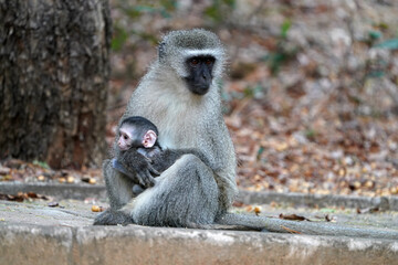 A female Vervet Monkey sitting with its young baby on a cement walk path, cuddling the juvenile and protecting it. taken in the waterberg in South Africa  during a Safari looking for Game 