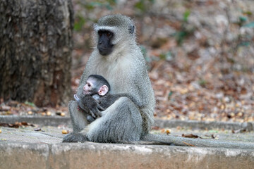 A female Vervet Monkey sitting with its young baby on a cement walk path, cuddling the juvenile and protecting it. taken in the waterberg in South Africa  during a Safari looking for Game 