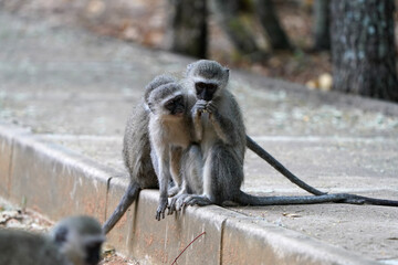 Vervet Monkeys playing around and messing around in a holiday Resort having fun, taken in...