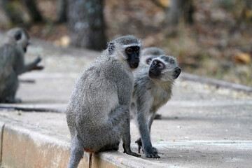 Vervet Monkeys playing around and messing around in a holiday Resort having fun, taken in 
Waterberg Nature reserve in South Africa