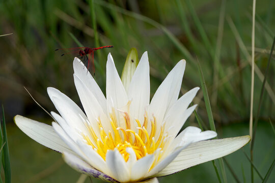 Red Dragonfly perched on a white Lotus Waterlily flower in a dam lake pond growing wild between weeds, taken in the waterberg of South Africa