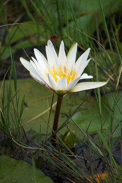 Red Dragonfly perched on a white Lotus Waterlily flower in a dam lake pond growing wild between weeds, taken in the waterberg of South Africa