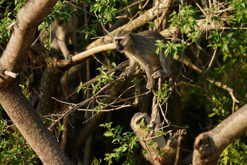 Monkey business, Vervet monkeys hanging in a tree looking around to cause mischief and be naughty and to scavenge for food. Taken in Waterberg of South Africa 