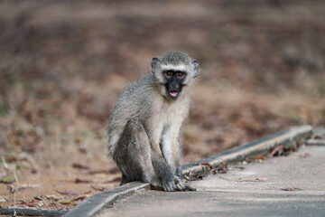 Cute Vervet Monkey sitting comfortably and staring. taken in very soft light with shallow depth of field. Taken at the waterberg Nature reserve in South Africa
