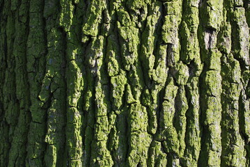 greenish bark of an old oak