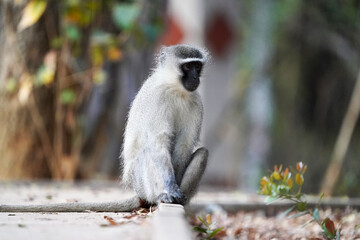 Cute Vervet Monkey sitting comfortably and staring. taken in very soft light with shallow depth of field. Taken at the waterberg Nature reserve in South Africa