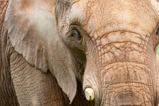 Close Up retrato de un elefante hembra