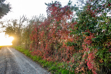 Naklejka premium Waldweg durch den herbstlichen Wald