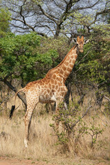 Wild spotted Giraffe looking for graze during a Safari Game drive walking in its natural habitat in the bush veld in waterberg in South Africa
