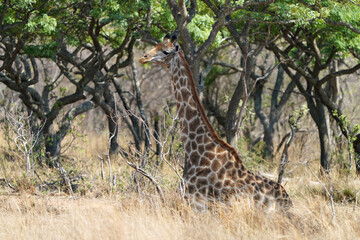 Wild spotted Giraffe looking for graze during a Safari Game drive walking in its natural habitat in the bush veld in waterberg in South Africa