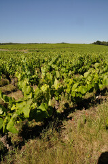 Fototapeta na wymiar The Nantes vineyard at Saint-Fiacre