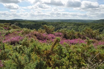 Landes de Liscuis at Bon Repos sur Blavet in Brittany