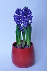 Studio shot of a hyacinth