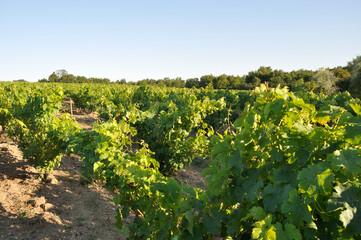 Naklejka premium The Nantes vineyard at Maisdon sur Sevre