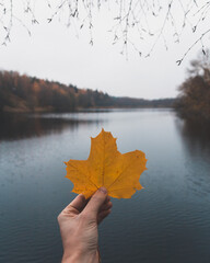 Yellow maple leaf in autumn with a cold lake as a backdrop