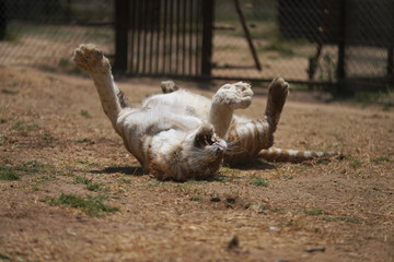 Incredibly Aggressive female tiger roaring loud at its mate showing/bearing  its teeth and then rolling on its back like a cute kitten and looking quite placid afterwards