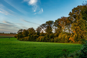 Weg durch den herbstlichen Wald