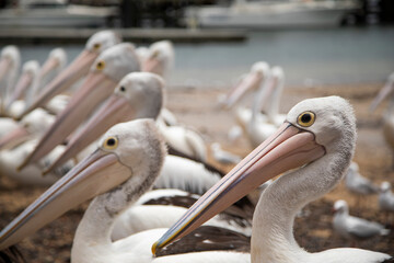Pelicans on Phillip Island