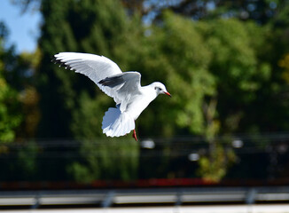 Gulls or seagulls are seabirds of the family Laridae. Gulls are usually grey or white, often with black markings on the head or wings.