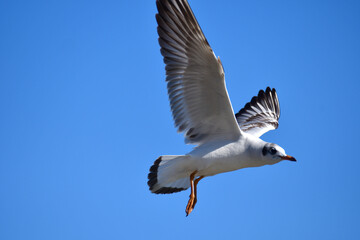 Gulls or seagulls are seabirds of the family Laridae. Gulls are usually grey or white, often with black markings on the head or wings.