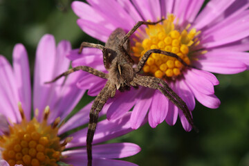 Spider on New York aster flowers. Aster Novi-Belgii. Michaelmas Daisy. Erigeron glaucus or Sea Breeze plant.
