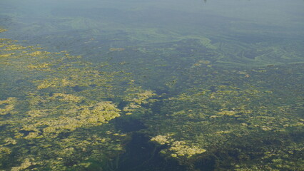 Toxic blue-green algae bloom on a lake in Washington State 