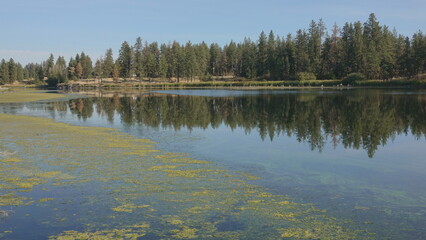 Toxic blue-green algae bloom on a lake in Washington State 
