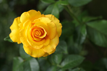 Open incredibly beautiful yellow Rose in the garden. Floral background. Soft focus. Close up beautiful yellow rose. Natural floral background. Horizontal photo. Without people. Beautiful postcard 