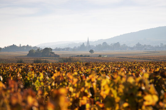 Vineyard in Meursault, Burgundy, France
