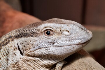 close up of a lizard