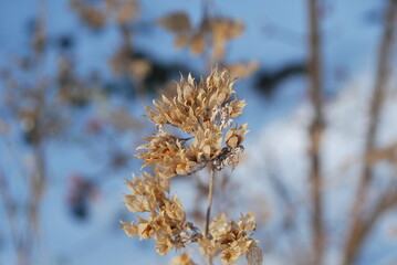 dry winter vegetation, snow in the background, sunlight