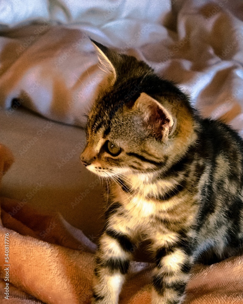 Canvas Prints closeup shot of a cute tabby kitten on a blanket